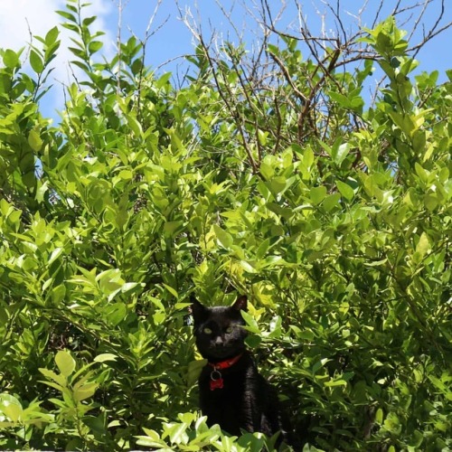 #hijospeludos #lucky #sombra #cats #blackcats #gatos...