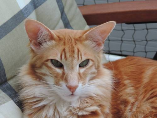 red tabby cat with mean face
