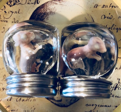 batslime:I have three extra rabbit fetus specimen for grabs in...