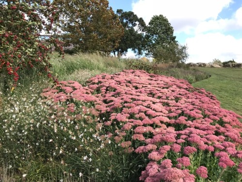 jillraggett:Plant of the DaySaturday 22 September 2018Like a...