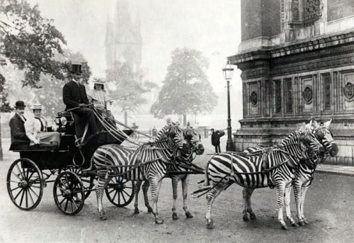 weirdvintage:In 1898, noted Kensington horsetrainer Mr. Hardy...