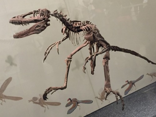 thatguywhodrawselephants:More photos from the AMNH. These were...