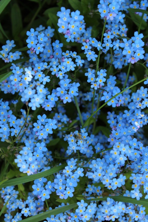 boschintegral-photo:Forget-Me-Nots