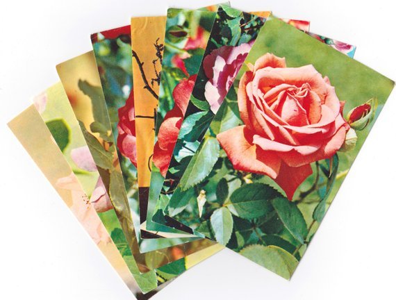 Unused rose postcards from the 70s (buy)