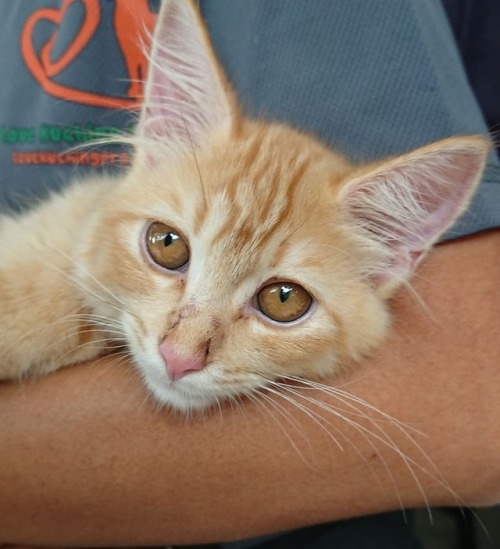 Meet Simba, the ginger therapy kitten.