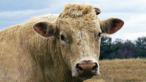 tumblr gay bull TUMBLR GAY BULL
