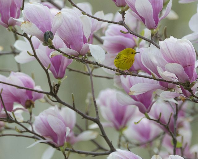 justbelieve2him: â*~ Yellow Warbler in Magnolia ~* Photo by: Karen Lee Lewis â