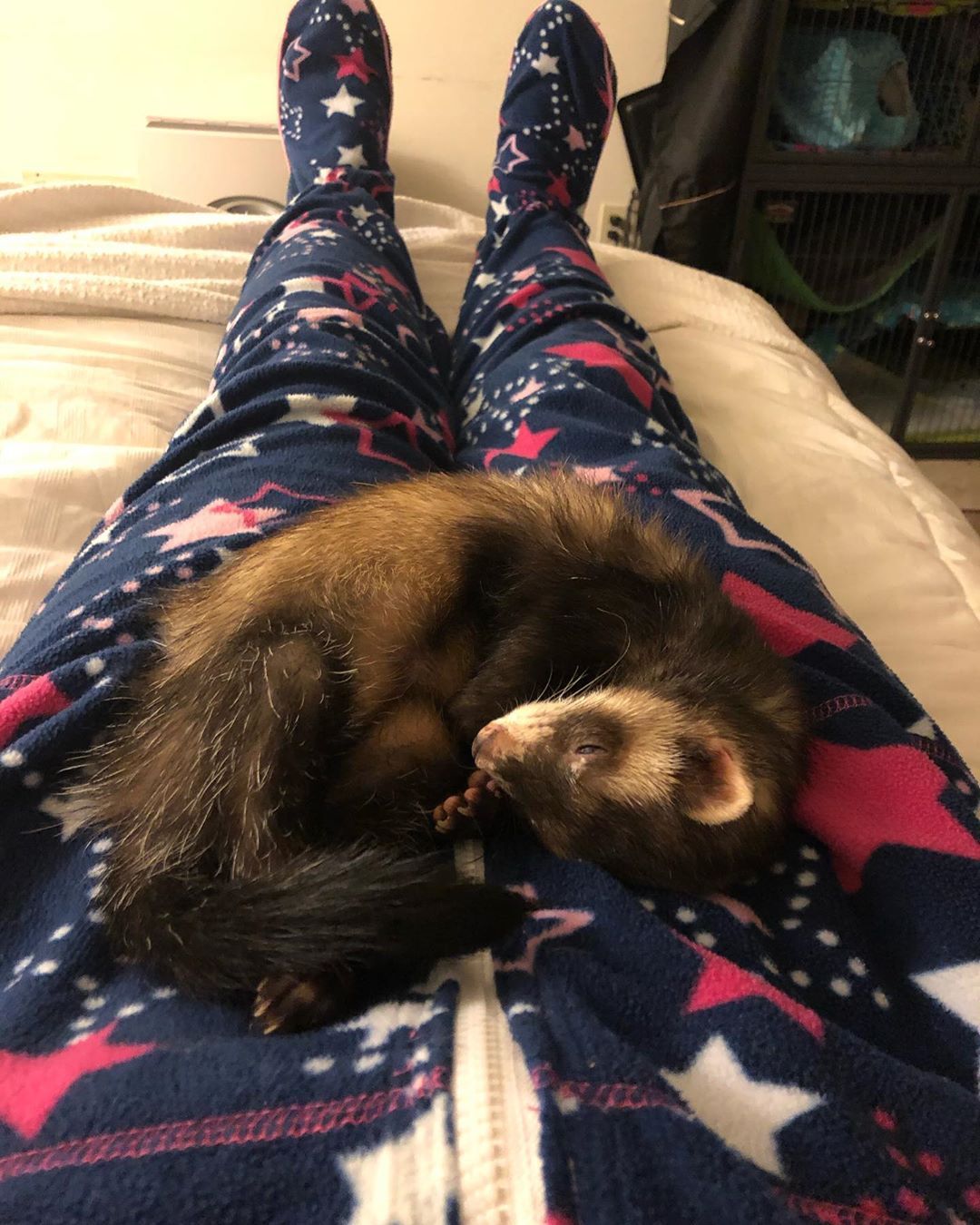 The Life Of My Ferrets Merry Christmas Everyone