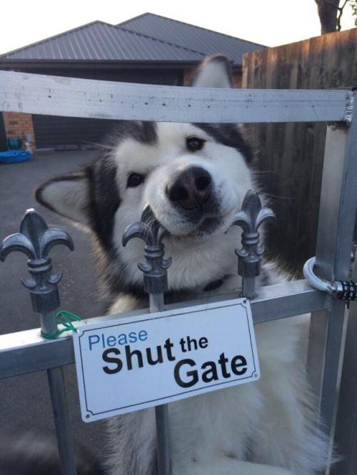 doggosource:i think open… the gate