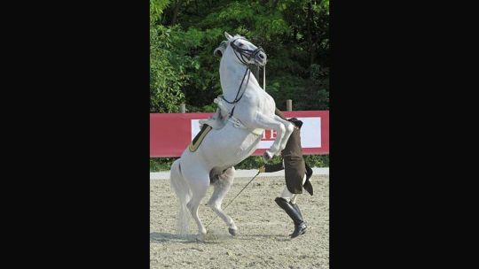 CAV Spanische Hofreitschule Wien Heldenberg 08