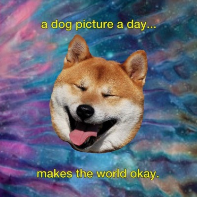 Doge Of My Dreams Tumblr