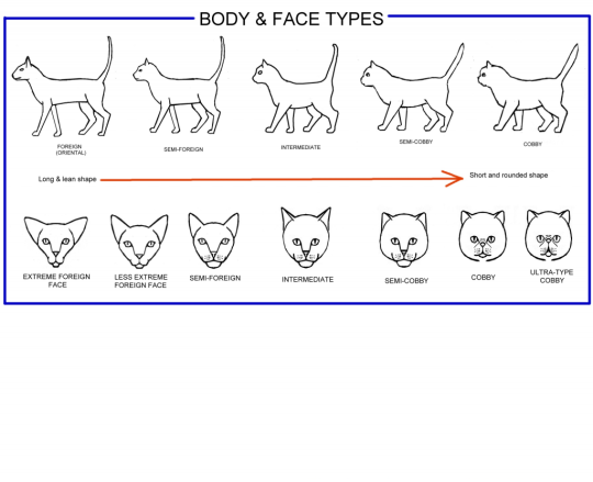 Cat Body Shape Chart