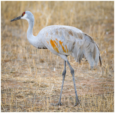 Sandhill Crane Family With Adopted Gosling Jocelyn >> Sandhill Crane Tumblr Sandhill Crane Family With Adopted Gosling Jocelyn >> Sandhill Crane Tumblr