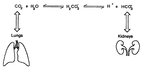 Acidosis & Alkalosis