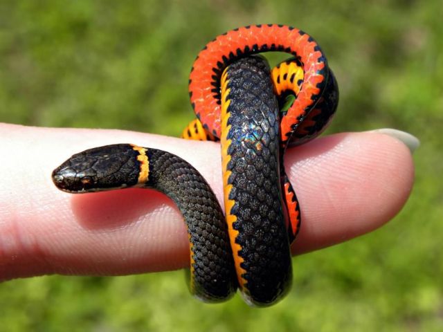 snakes