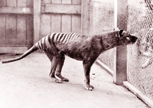 thylacine-dreams:Higher-res image of “Benjamin,” the last...