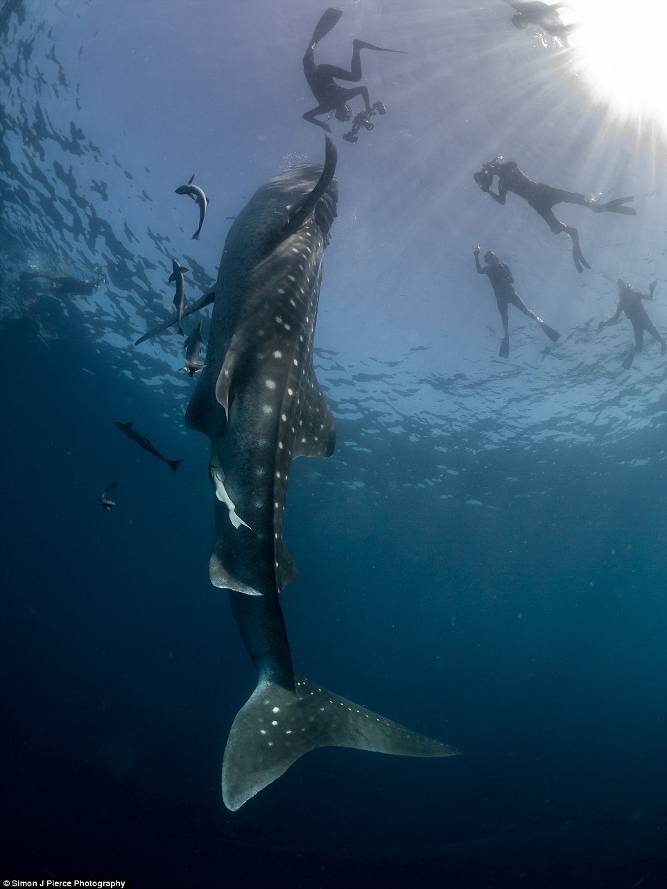 Breathing In Biology The Whale Shark Is A Slow Moving Filter