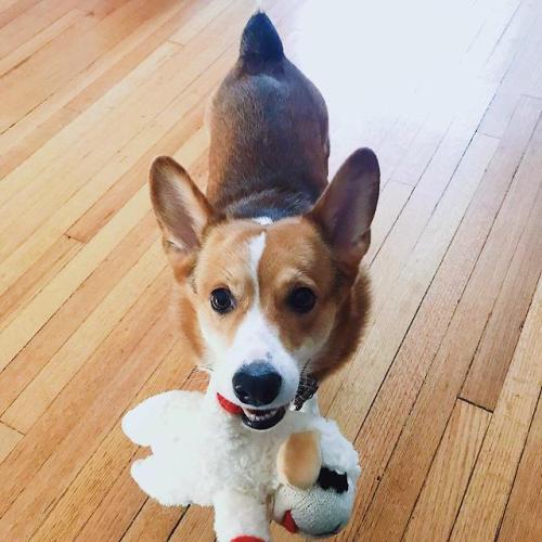 corgikistan:Anyone else’s corg love their lambchop?