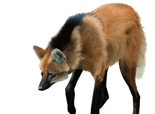 I was practicing realism sooo… maned wolf! I actually...