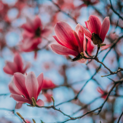 superbnature:市花玉兰 by vcg-lami https://ift.tt/2DPwFQQGorgeous...