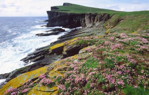 pagewoman:Noss National Nature Reserve, Isle of Noss, Bressay,...