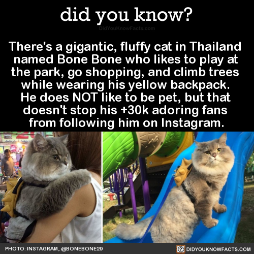 theres-a-gigantic-fluffy-cat-in-thailand-named