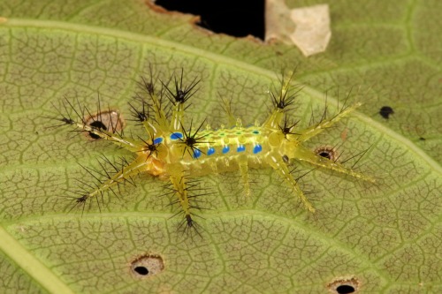 sinobug
