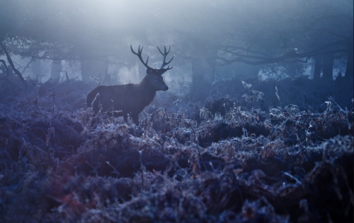 megarah-moon:“Forest Depths” by Alex Saberi