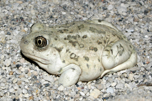 toadschooled:Different shades of Great Basin spadefoot toads...