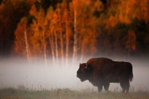 lamus-dworski:Białowieża Forest - the ancient European forest,...