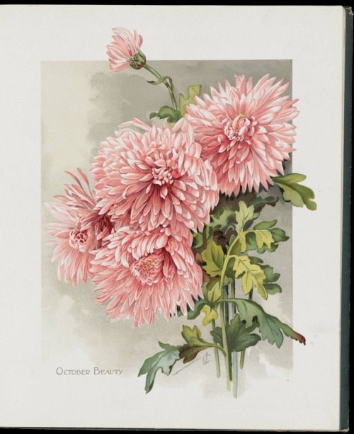 heaveninawildflower:Illustrations of Chrysanthemums taken from...