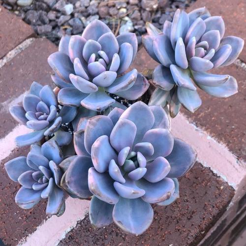 gardeninghub