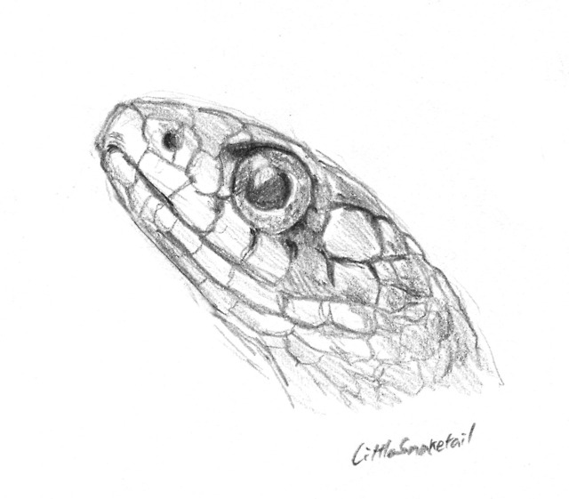 Snake — Snake head, pencil on paper Reference photo