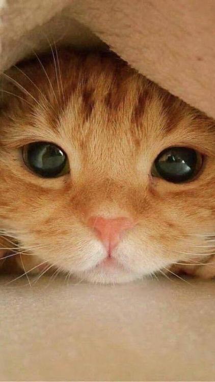 awwcutepets