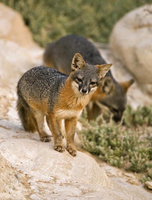 wigwamnegress:ainawgsd:Channel Island FoxThe island fox...