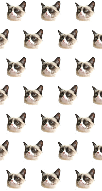 grumpy cat  wallpaper  Tumblr 