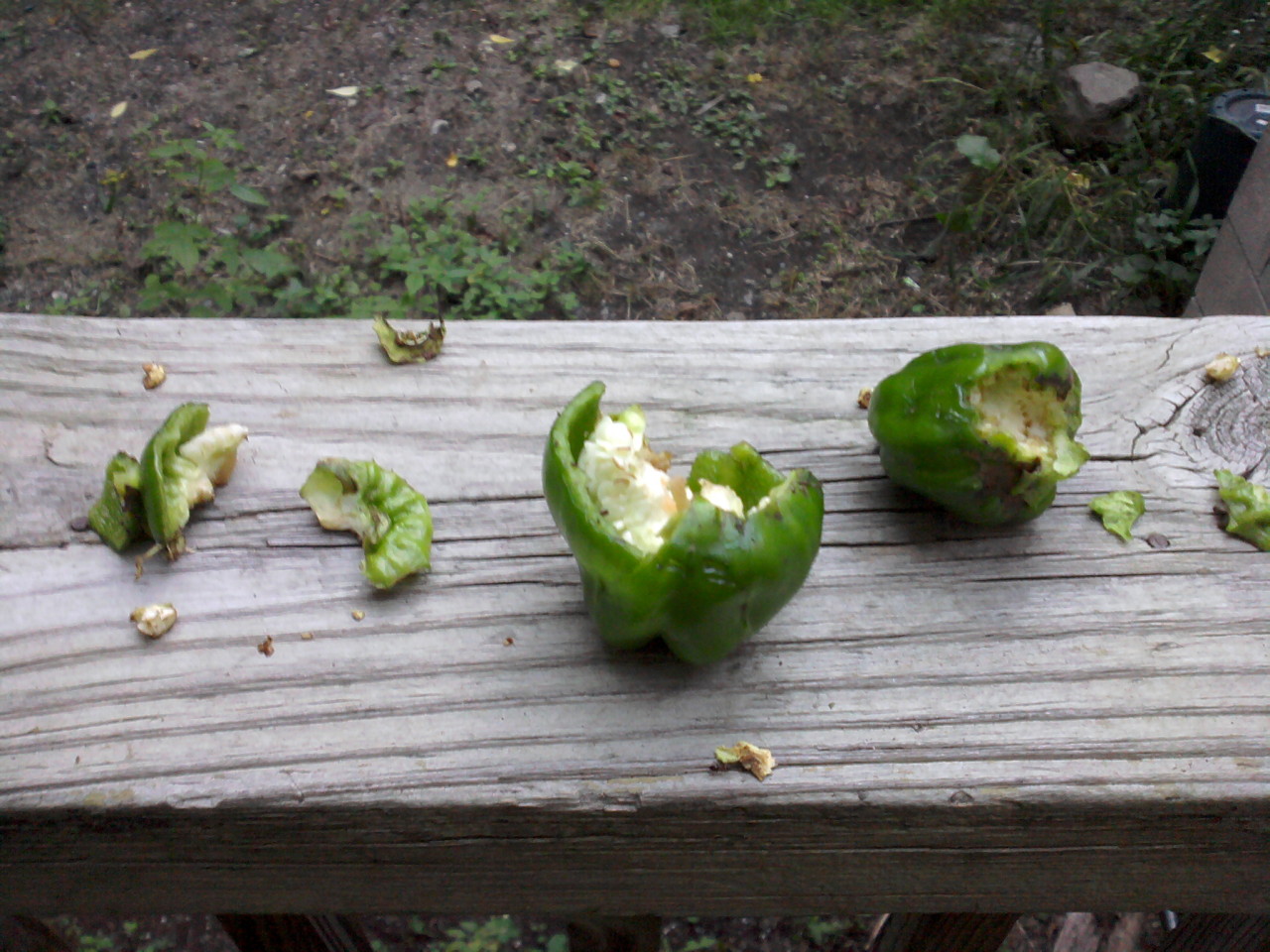 mutilated bell peppers on a wooden porch railing