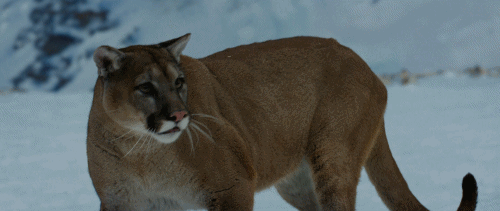 Cougar tumblr Cougar tumblr