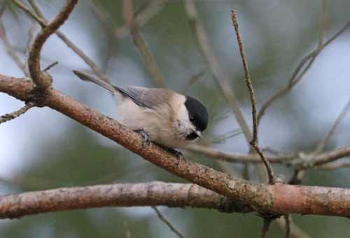 michaelnordeman:Willow tit/talltita (Poecile montanus).