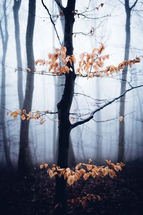 90377:Waldmotiv by Olli Henze Facebook | Waldlandschaft |...