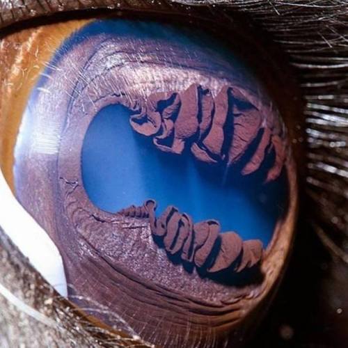 Llama eye! 👀👀👀