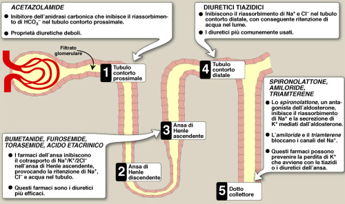 Glossario Del Sito Your Full Wellness • Diuretici