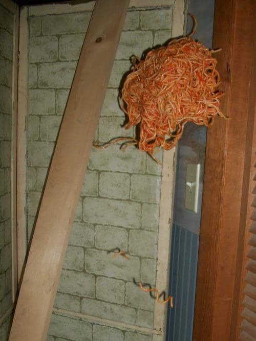 spaghetti | Tumblr