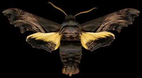 ex0skeletal:Winged Tapestries: Moths at Large, a special...