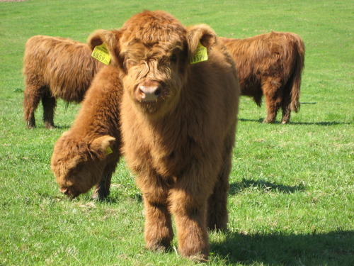 fluffy cows on Tumblr