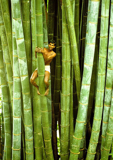 Allasianflavours Man Climbing Bamboo Tree Transcending