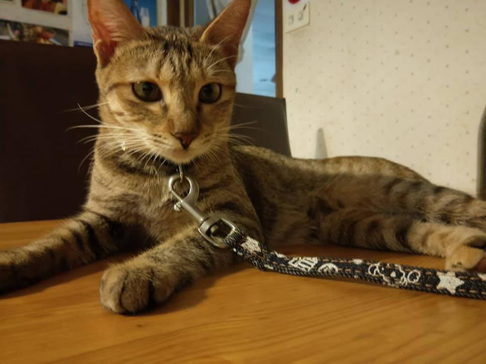 首圖