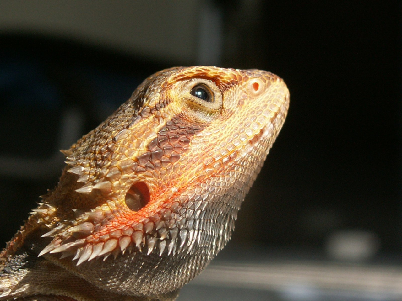 Bearded Dragon Ears