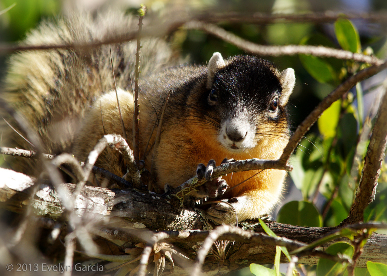 wanderings-animaltoday-big-cypress-fox-squirrel-sciurus