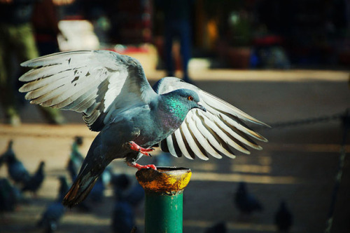 pigeonaday:Pigeon 691